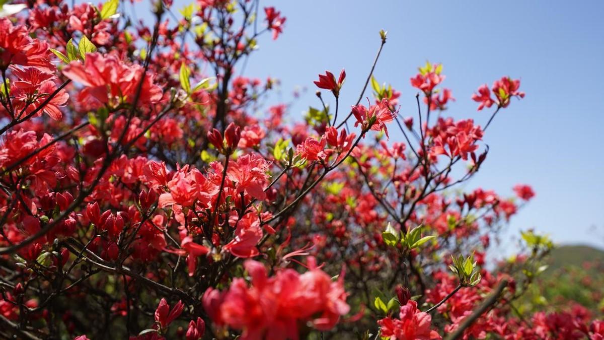 瀏陽白沙古鎮(zhèn)旅游攻略_瀏陽白沙鎮(zhèn)有什么好玩的地方_瀏陽白沙古鎮(zhèn)值得去嗎