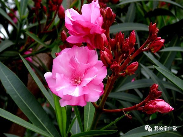 有毒的多肉植物_哪些多肉有毒不適合養(yǎng)在室內(nèi)_室內(nèi)養(yǎng)多肉有毒嗎
